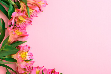 Fototapeta na wymiar Pink alstroemeria flowers with green branches on a pink background top view. Blooming spring bouquet with bright petals. Romantic floral natural composition with copy space