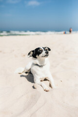 Little Jack Russell terrier dog enjoying the sun at the beach