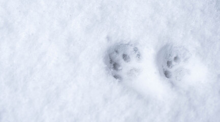 Cat footprints in the snow, sweet kitten paws, winter banner background, domestic animals concept