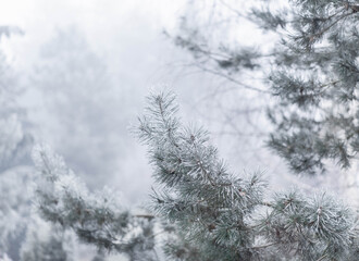 Winter photography, Branches of conifer tree covered with frost, misty snowy garden in the background, banner background