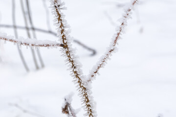 Frost and snowflakes on the branches of bushes. The plants in the park are covered with frost. Cold snowy winter