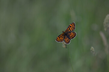 Heath fritillary butterfly, orange butterfly in the wild