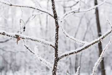 Frost and snowflakes on the branches of bushes. The plants in the park are covered with frost. Cold snowy winter