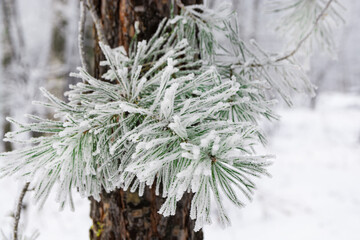 Pine trees with fluffy needles, covered with hoarfrost in a winter park