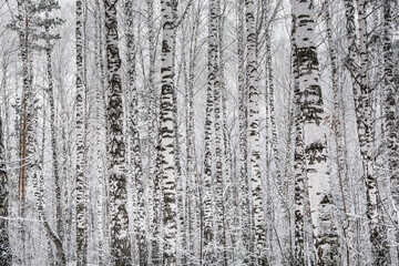 Trunks of tall slender birches in the winter forest