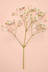 One branch gypsophila flowers with pink background