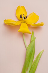 Yellow flower tulip isolated on pink background.