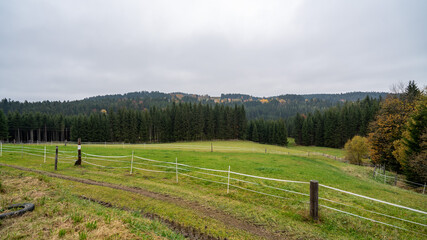 Obraz premium Austrian forest in Autumn