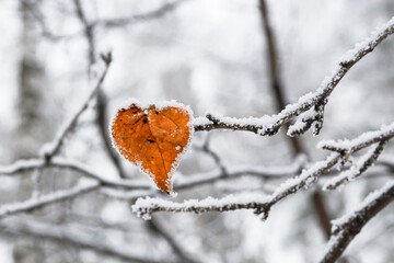 Heart-shaped yellow birch leaf covered with frost. Valentine's day concept