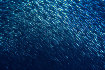 scad jamb under water / sea ecosystem, large school of fish on a blue background, abstract fish...