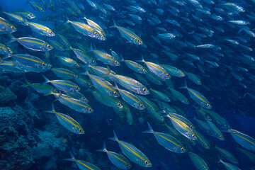 scad jamb under water / sea ecosystem, large school of fish on a blue background, abstract fish...