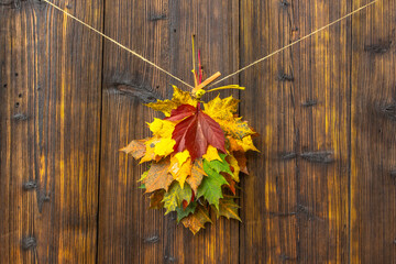 Set of beautiful colorful autumn leaves isolated on dark brown wood. Autumn vibrant colors. Close-up of group of fall leaves top view copy space for text. Autumnal fall banner. Seasonal decoration.