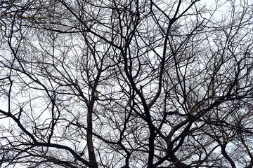 view of branches without leaves background, abstract, stress sadness