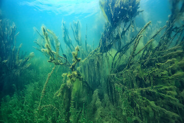 submerged trees flooded underwater / lake fresh jungle water ecology beautiful landscape