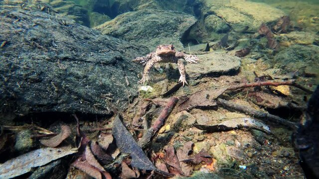 Common toad or European-toad, Bufo bufo in natural environment, floating on spring pond, showing his orange eyes - Czech Republic, Europe wildlife