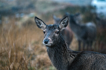 Deer at the Glen Etive, Scotland