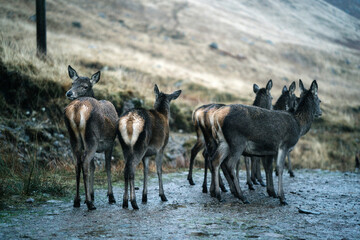 Naklejka na ściany i meble Deers on the road at Glen Etive, Scotland
