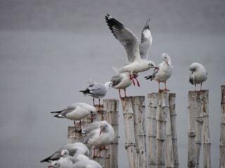 Wonderful picturesque places , many seagulls and good view at Bangpu Recreation Center ,Samut Prakan THAILAND.