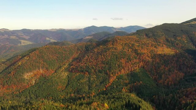 Aerial drone view of the colorful autumn Carpathian mountains. The mountain ranges are covered with coniferous and mixed forests in bright autumn colors. Below you can see the village houses.