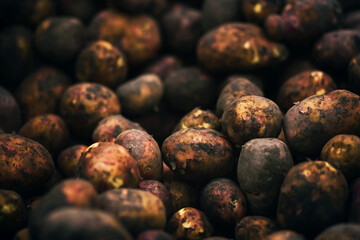 A large crop of ripe potatoes, the tubers of which were recently taken from the fresh ground. Vegetables in the grocery store.