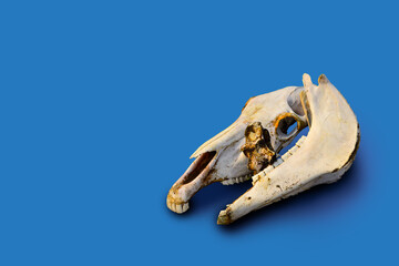two white old bare light bones of a horse's skull lie on colorful bright blue background