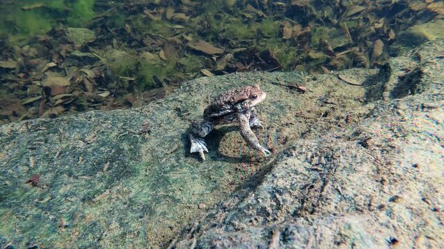 Common toad or European-toad, Bufo bufo in natural environment, floating on spring pond, showing his orange eyes - Czech Republic, Europe wildlife