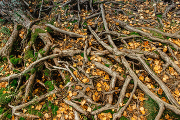 Large roots of old tree in autumn.Natural background. Beautiful intertwining roots of trees covered with moss and fall colorful leaves.Tree roots in autumn forest scene.