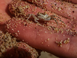 little hermit crab crawls in a hand at the beach