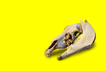 white bare light bones of a horse's skull lie on colorful bright yellow background