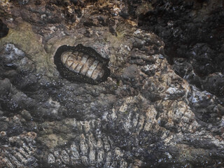 large chiton on a rock at the beach