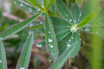 many drops of water in a lupine flower after rain
