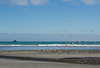 Fototapeta na wymiar New Zealand - Pacific coast and sunny beaches
