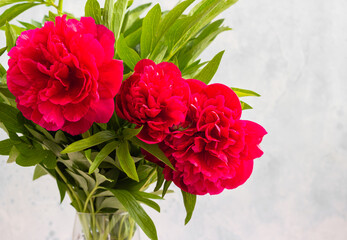 Vase with beautiful magenta peonies flowers on table against light grey wall. Copy space for text.