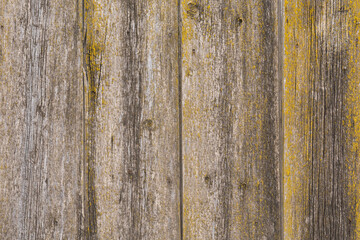 The texture of an old wooden fence made of boards covered with moss and mold.