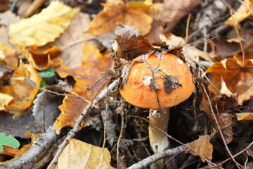 aspen mushroom close - up on the background of dry autumn leaves