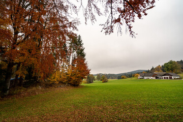 Austrian forest in Autumn