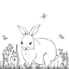 Funny rabbit on field with herbs and insect. Monochrome sketch.