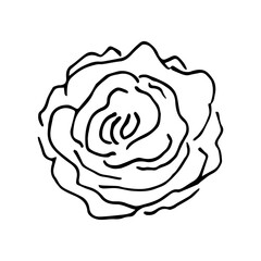 Hand-drawn simple vector drawing in black outline. Rose isolated on white background. Ink sketch. For printed postcards, label.