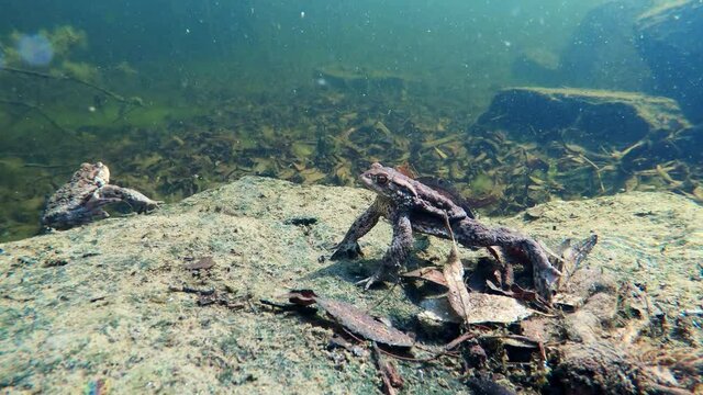 Common toad or European-toad, Bufo bufo in natural environment, floating on spring pond, showing his orange eyes - Czech Republic, Europe wildlife