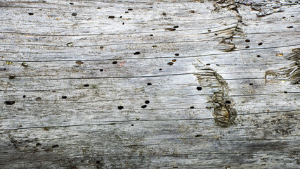 Fototapeta na wymiar Old wooden wall eaten by bark beetle. Aged wood texture