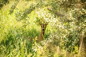 View on a roe deer in the forest