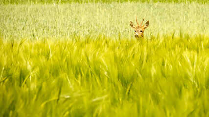 View on a roe deer in a wheat field
