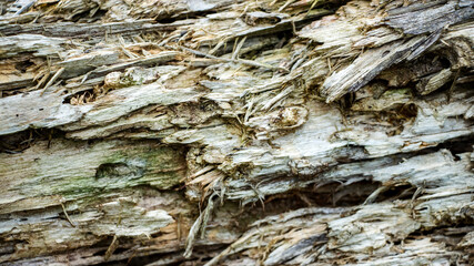 decayed rotten hole in an old board