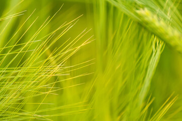 Closeup of a blurry wheat field.