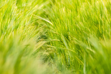 Closeup of a blurry wheat field.