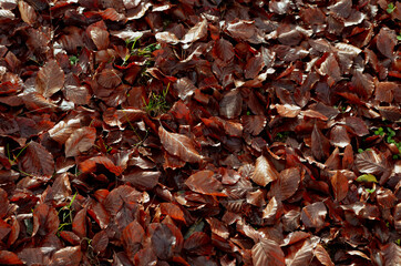 Waldboden mit Laub bedeckt