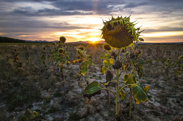 Detail of dried sunflower in a field at sunset