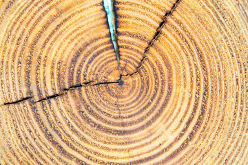 Fototapeta premium Texture of a natural cut stump with rings close-up.