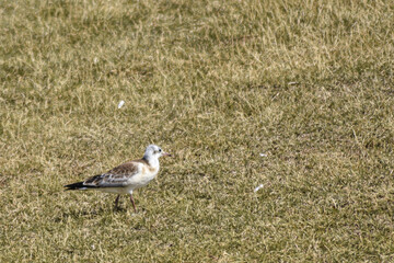 seagull walks along the embankment