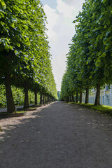 Linden alley in the park, a gravel path between trees with a play of light and shade and perspective.